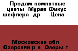 Продам комнатные цветы (Мурая,Фикус, шефлера, др.) › Цена ­ 280 - Московская обл., Озерский р-н, Озеры г.  »    